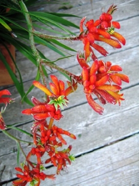 ANIGOZANTHOS Big Roo Orange