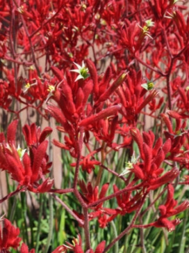 ANIGOZANTHOS Big Roo Red