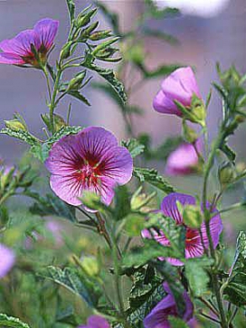 ANISODONTEA African Mallow, standard 3-4'