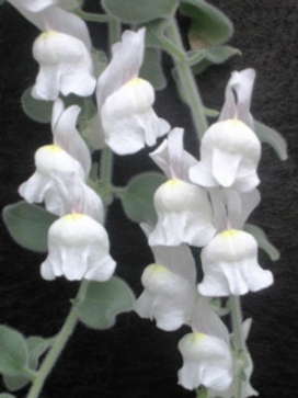 ANTIRRHINUM glutinosum Gummy