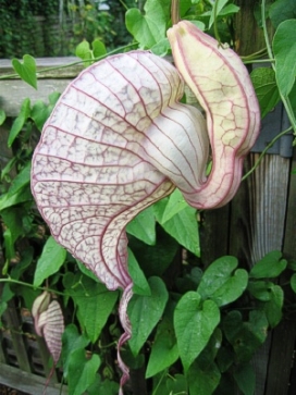 ARISTOLOCHIA grandiflora Pelican flower