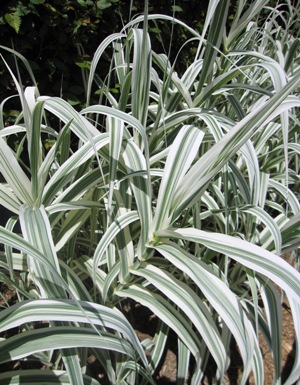 ARUNDO donax Variegata