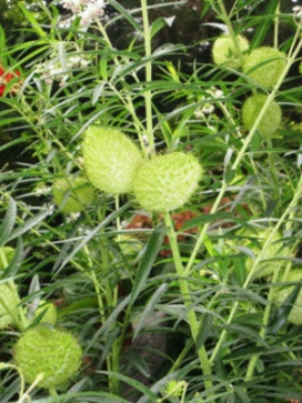 ASCLEPIAS physocarpa Balloon Flower