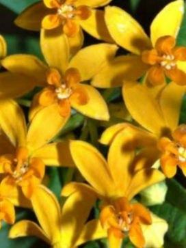 ASCLEPIAS currasavica Yellow Milkweed