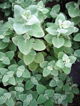 BALLOTA False Dittany