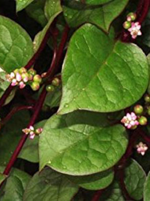 BASELLA alba 'Rubra' Red Malabar Spinach