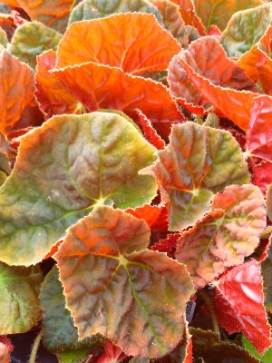 BEGONIA Autumn Embers