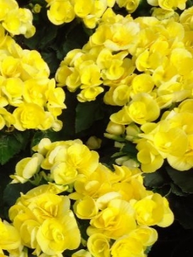 BEGONIA Amstel Blitz