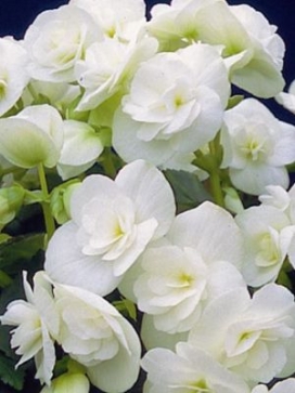 BEGONIA Amstel Clara