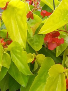BEGONIA Canary Wings