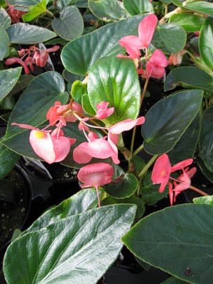 BEGONIA Dragonwing Pink 14 Moss