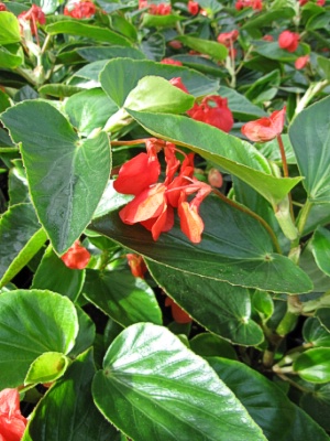 BEGONIA Dragonwing Red