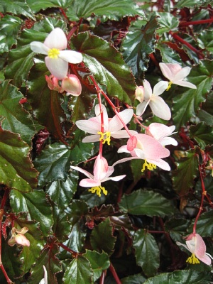 BEGONIA Dwarf White