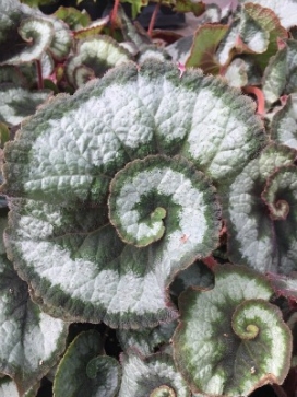BEGONIA rex Escargot