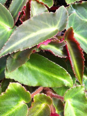 BEGONIA listada Brazilian Blade Begonia