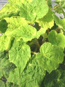 BEGONIA rex Lime Marmalade