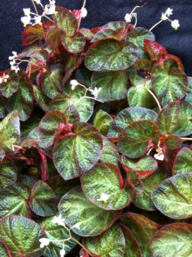 Coco Basket 12"- Begonia Manaus