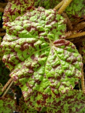 BEGONIA rex Marmaduke