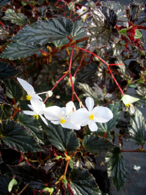 BEGONIA obliqua Maribel