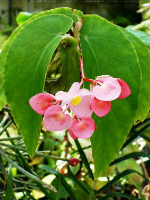 BEGONIA Pink Giraffe