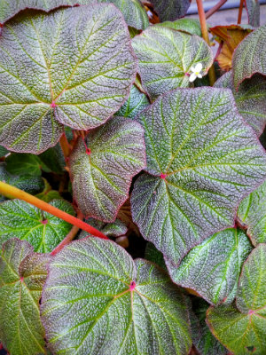 BEGONIA Pig Skin