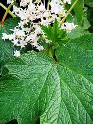 BEGONIA Parviflora