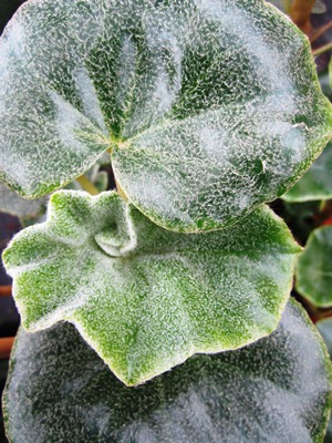 BEGONIA vernosa Rhino