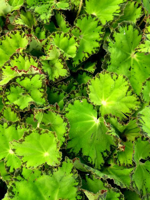 BEGONIA rex River Nile