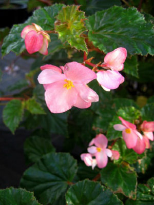BEGONIA Richmondensis Pink