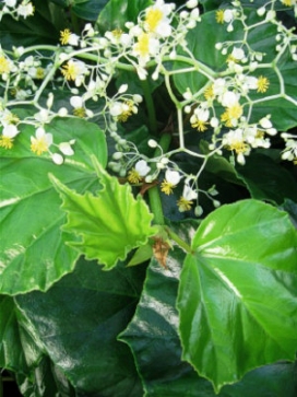 BEGONIA convolvulacea Shield Leaf