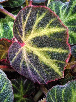 BEGONIA Soli-Mutata