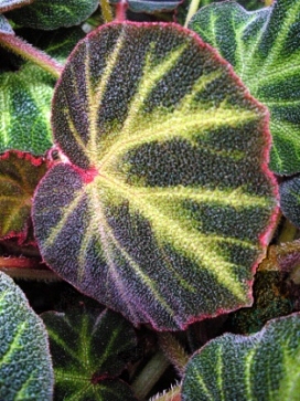 BEGONIA Soli-Mutata