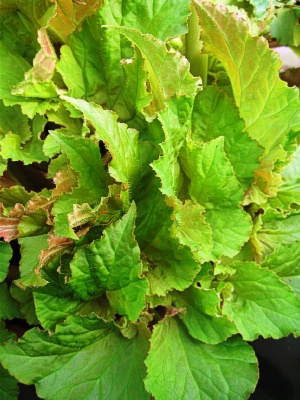 BEGONIA rex Wineuma