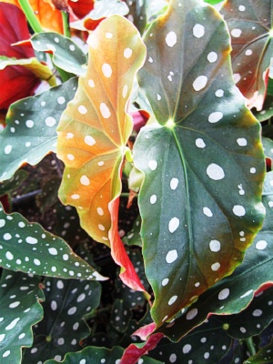 BEGONIA maculata var. Wightii