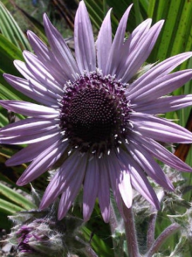 BERKHEYA purpurea Zulu Warrior