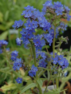 ANCHUSA capensis Blue Angel