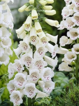 DIGITALIS purpurea Alba