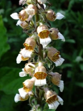 DIGITALIS lanata Cafe Creme