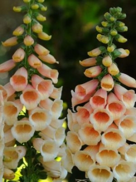 DIGITALIS Dalmatian Peach