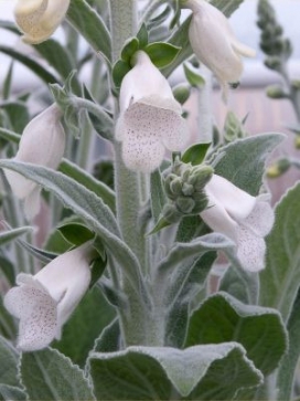 DIGITALIS heywoodii Silver Fox