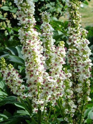 VERBASCUM chaixii Alba