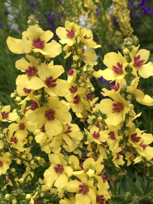 VERBASCUM chaixii Sixteen Candles