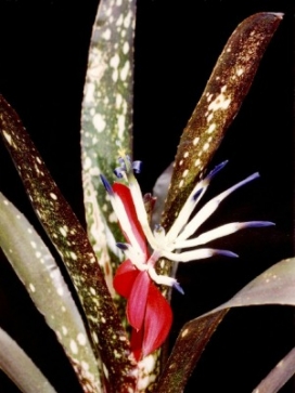 BILLBERGIA Hallelujah