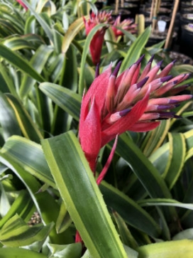 BILLBERGIA nutans Variegata