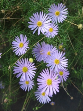 Coco Basket 12"- Brachyscome