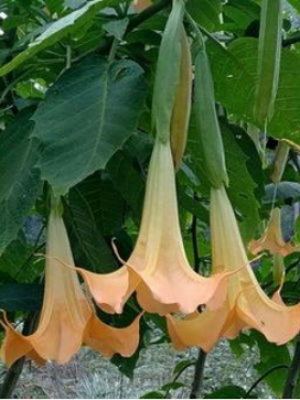 BRUGMANSIA Charles Grimaldi