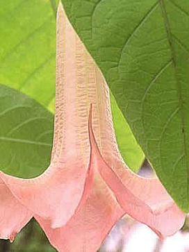 BRUGMANSIA<br>Ecuador Pink, standard
