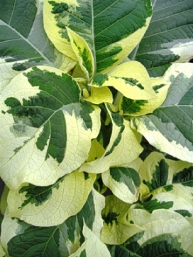 BRUGMANSIA Snowbank