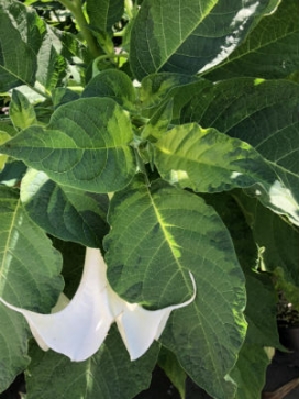 BRUGMANSIA Sublime