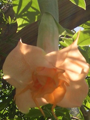 BRUGMANSIA Triple Peach
